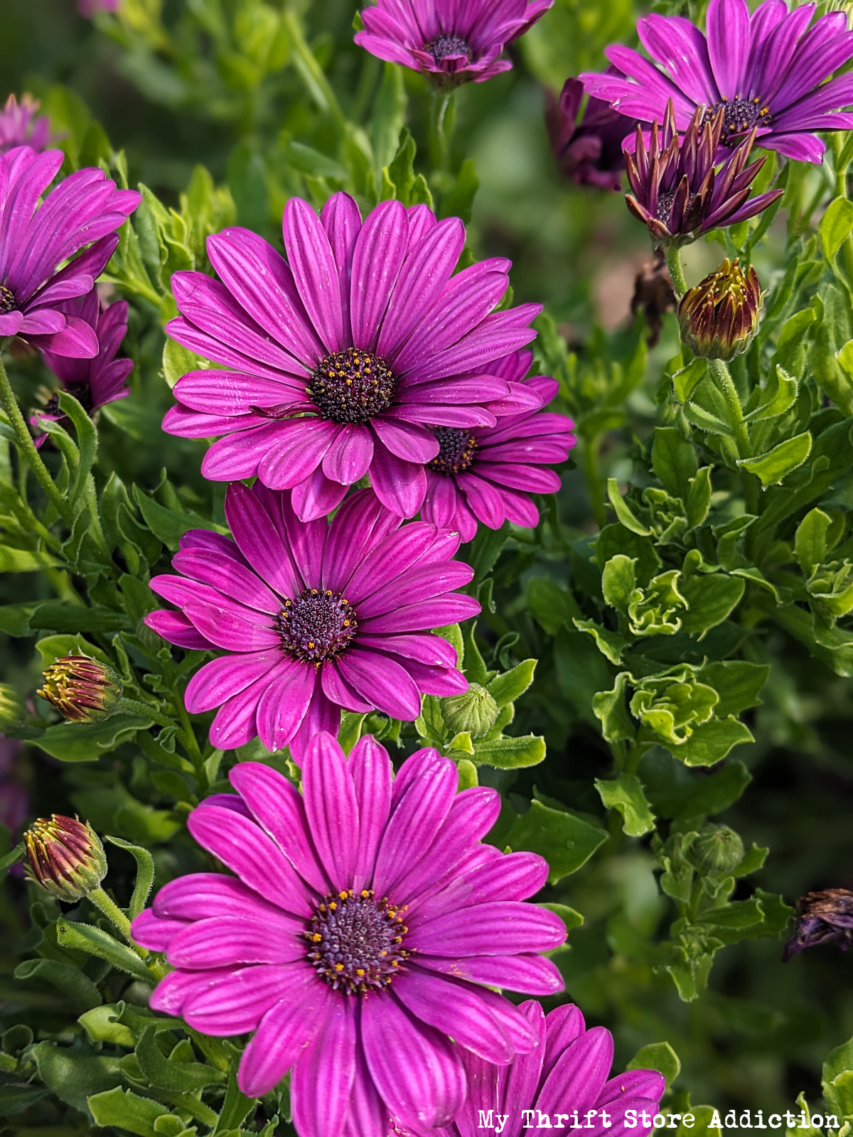 Colorado visit and CSU flower garden trial highlights