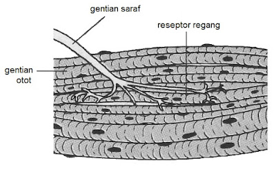 Tingkatan 4 (Bab 2) Koordinasi Badan (2.4 Reseptor Regang 