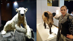 Berlin erleben - Naturkundemuseum Berlin - Knut