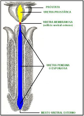 Sección longitudinal de la uretra masculina