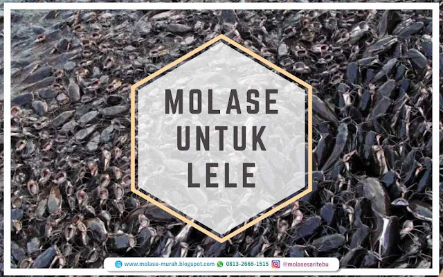 molase untuk lele, 0813-2666-1515