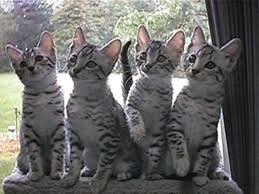 Egyptian Mau Cat Breed 