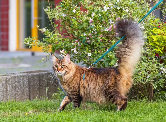 How a Maine Coon should enjoy the outside