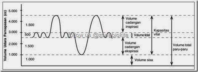 Hasil gambar untuk frekuensi dan volume pernapasan