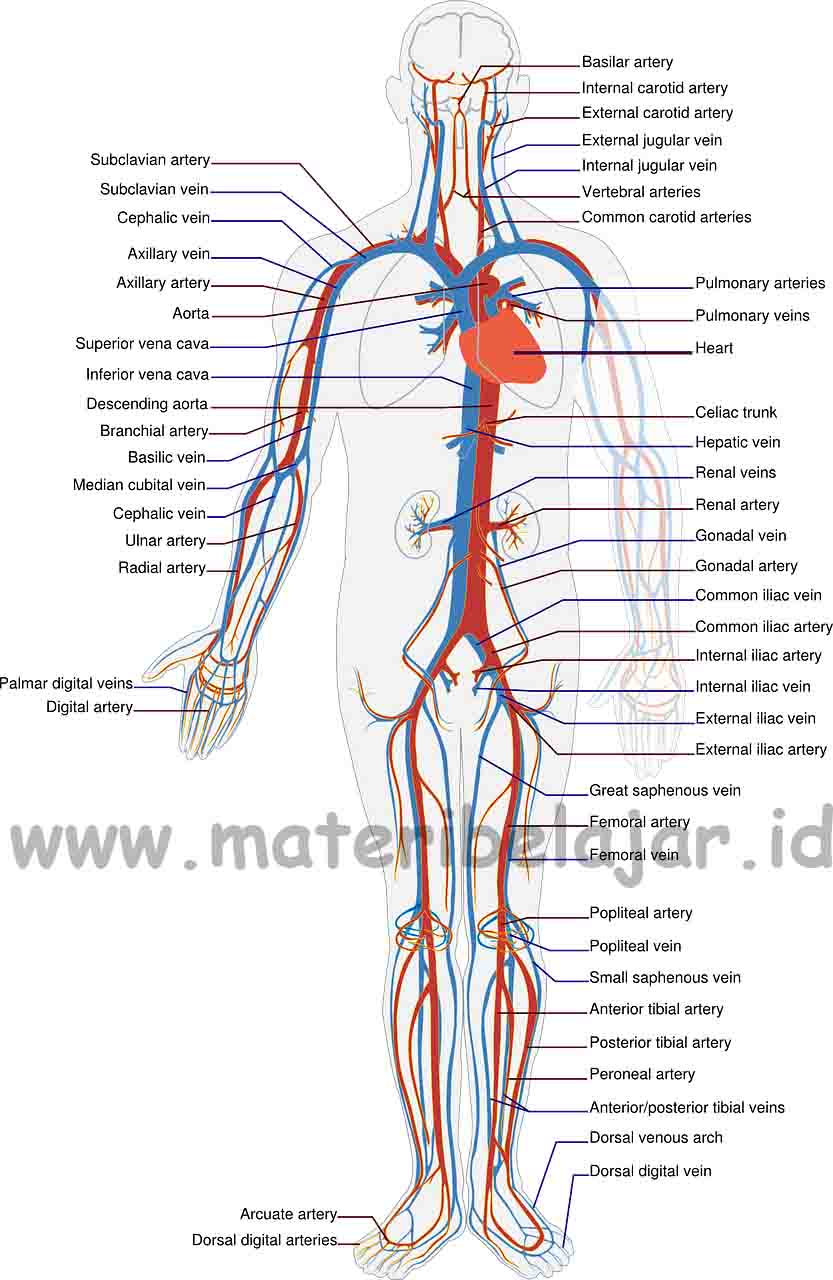 Sistem Peredaran Darah Pada Manusia - Materi Belajar