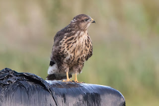 Buzzard DFBridgeman