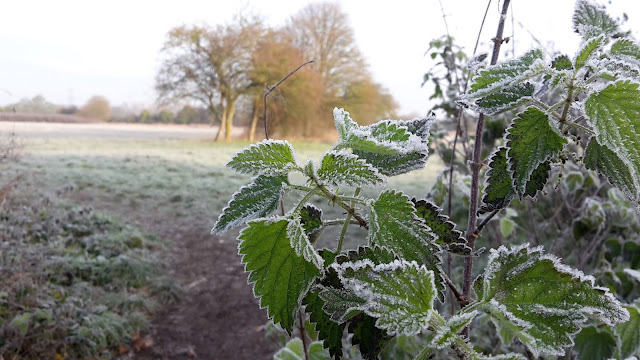 Project 365 2015 day 327 - Cold and frosty walk to school // 76sunflower