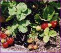 Kebon Strawberry