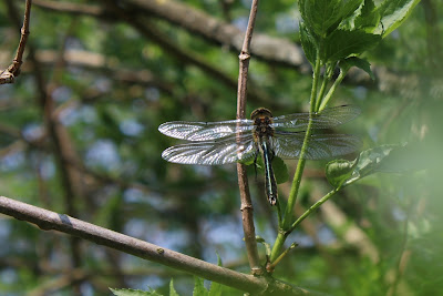 Metaalglanslibel - Glânsgrienkop - Somatochlora metallica