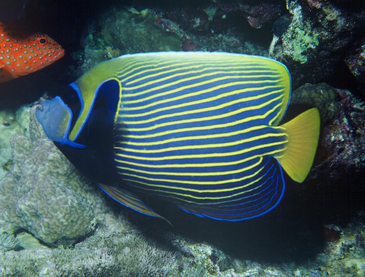 The Along Hidayah Antara Ikan Tercantik Di Dunia 