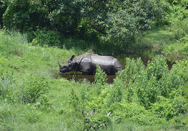 A rhino at Gorumara National Park, West Bengal.