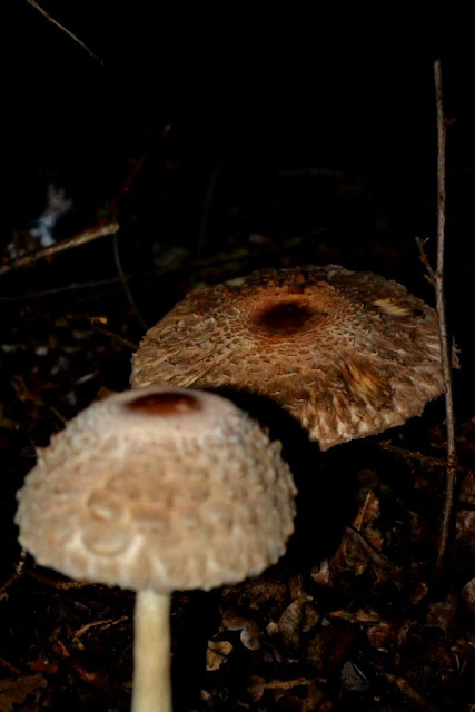 Wild mushrooms growing in the woods and Autumn leaves @ ups and downs smiles and frowns.