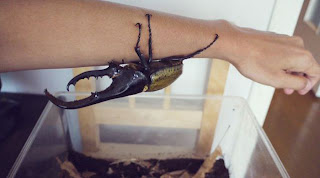 Hercules Beetle Picure