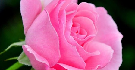 Kumpulan Galeri Gambar Bunga Mawar Pink Merah Muda Cantik ...