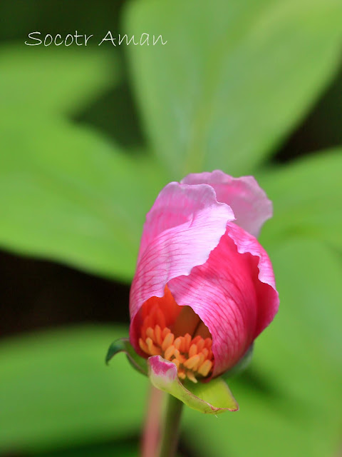 Paeonia obovata