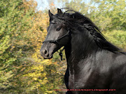 friesian horse pictures