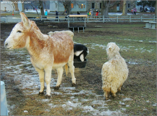 Animales de la Granja