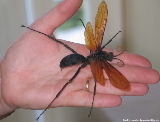 Tarantula Hawk