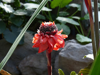 Rose de porcelaine - Etlingera elatior 