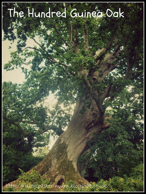  a tree to climg, the Vyne, National Trust