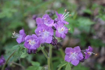 deep purple clusters of phacelia blooms