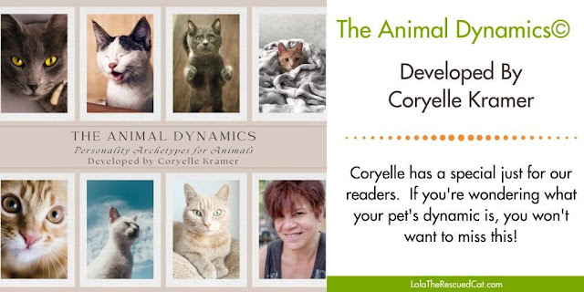 Twitter graphic for animal dynamics