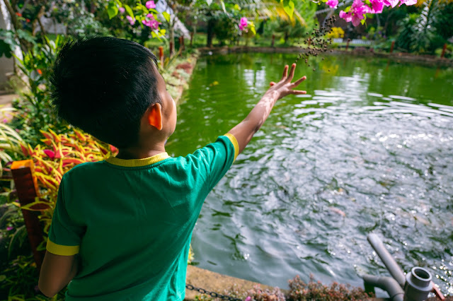 Trải nghiệm cho cá ăn trong trang trại