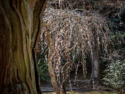 Shidare-ume (Prunus mume f. pendula) flowers: Jochi-ji