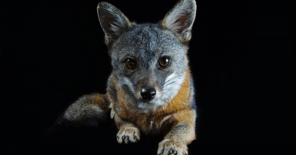 Let's Draw Endangered Species! : ): Channel Island Fox