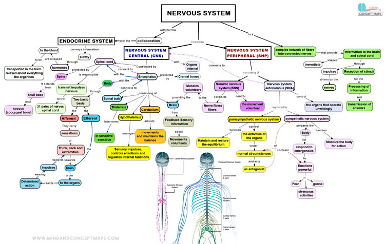 Conceptual map of the human nervous system, with all its parts and functions