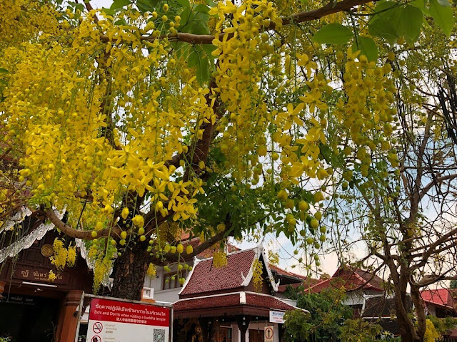 Cássia-imperial ou Chuva de Ouro (Golden Shower Tree)