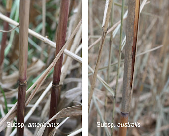 The bare stem of subspecies americanus compared to the sheathed stem of subspecies australis in November.