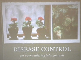 Disease control for overwintering pelargoniums presentation