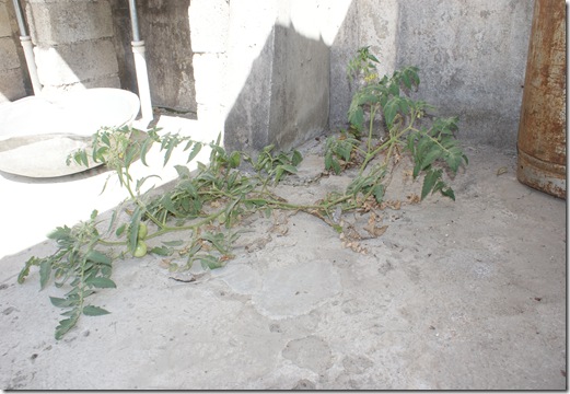 Karlee and tomato plant 001