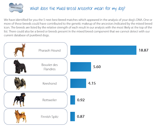 Jada's mixed breed ancestors from wisdom panel