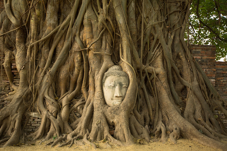 Buddha head in tree roots at Wat Mahathat