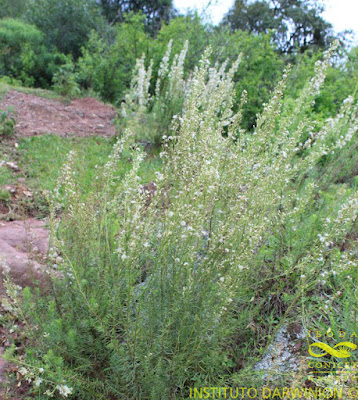 Baccharis effusa