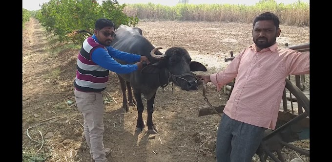 लाळ व खुर्या रोखाने बळीराजा चिंतेत 