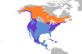 Accipiter striatus dağılım haritası