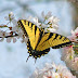  “There once was an ugly duckling,” goes the old song. This could not be truer of these stunning butterflies and their most peculiar caterpi...