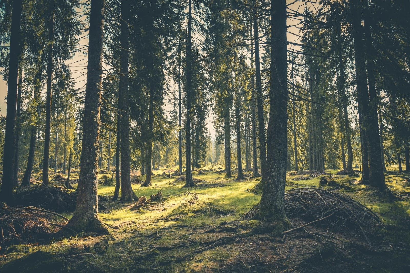 Kumpulan Gambar Pemandangan Indah Hutan Alam Bebas Gambar Indah