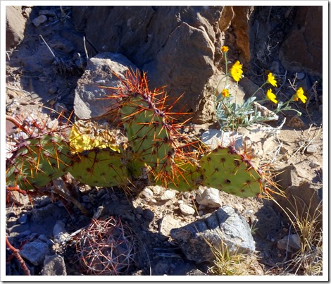 BOQUILLAS CANYON TRAIL…BIG BEND