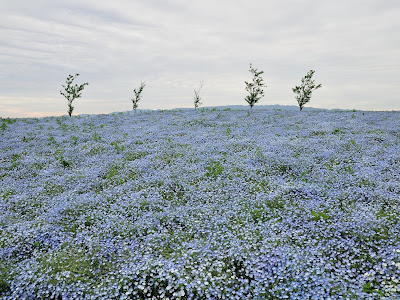 舞洲 花 222840-舞洲 花火 2021