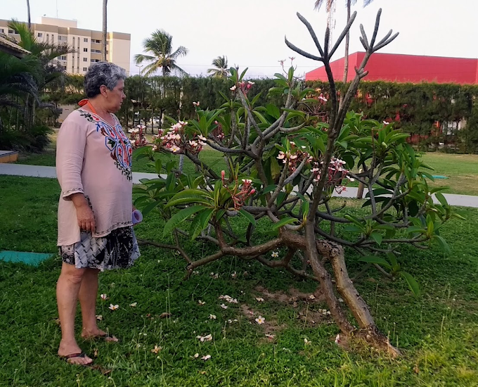 Jasmim-manga em Barra dos Coqueiros, Sergipe