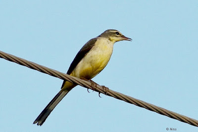 "A Grey Wagtail (Motacilla cinerea) perches on a cable above a running stream,displaying its unique grey plumage and graceful posture."