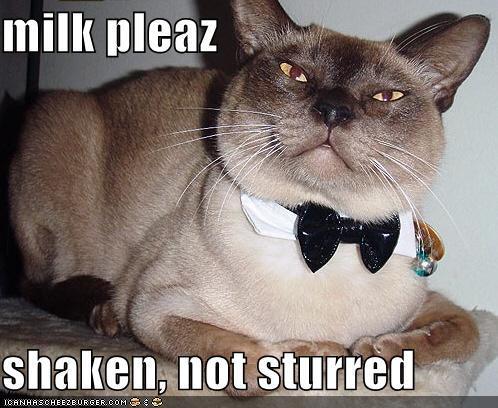 Funny Cats Picture on Funny Cat Pictures With Captions