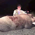 250 kiloluk dev domuz yakalandı