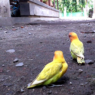 Cara menangkap burung lovebird