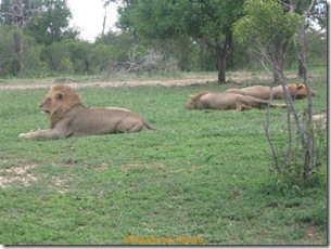 The nomadic males 067