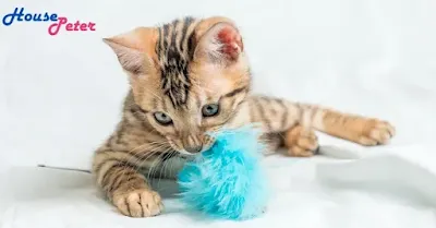 Best Cat Toys for Bored Cats